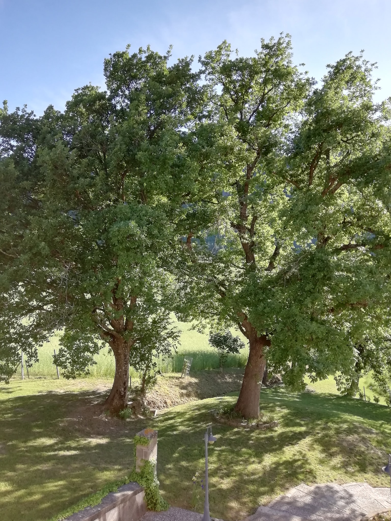 Querce fondacci