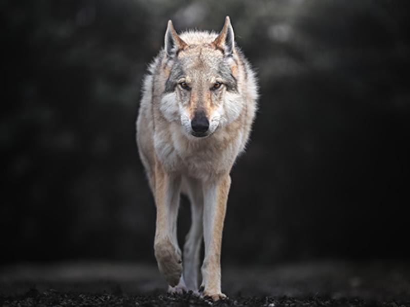 DOG PHOTOGRAPHY - NIBEL’S FRIENDS ph. Mattia Gorno
