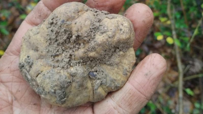 Esperienza fattoria e tartufo - ph. Fattoria Cà di monti