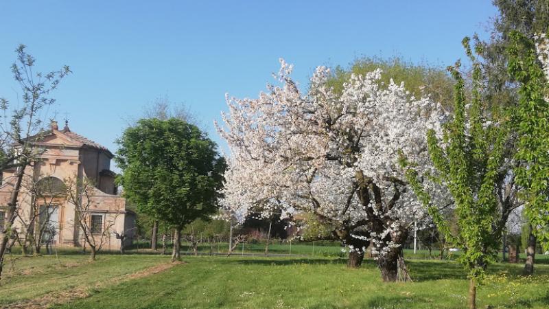 Fioritura ciliegio, Zola Predosa ©aziendaagricolamagli.it