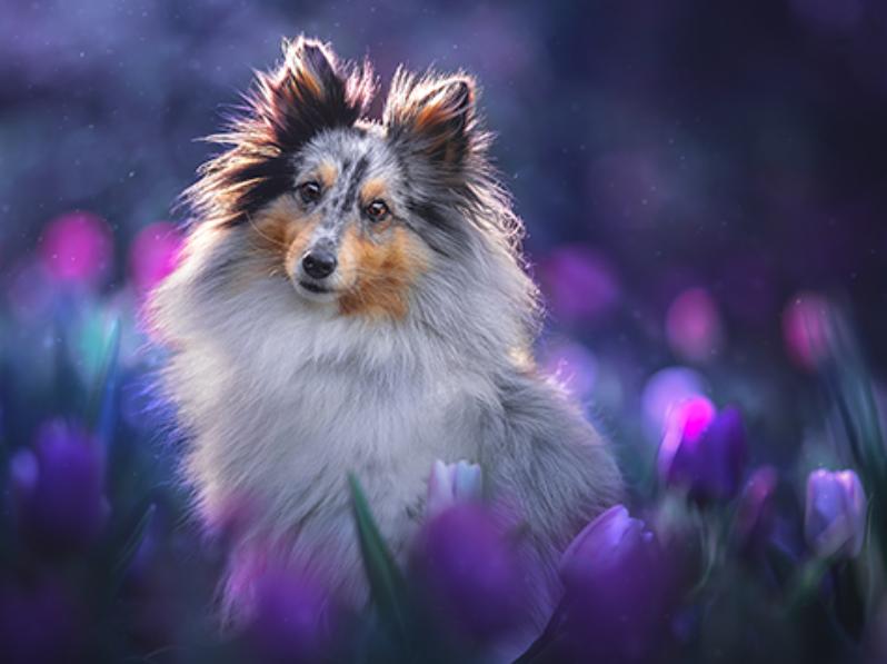 DOG PHOTOGRAPHY - NIBEL’S FRIENDS ph. Mattia Gorno