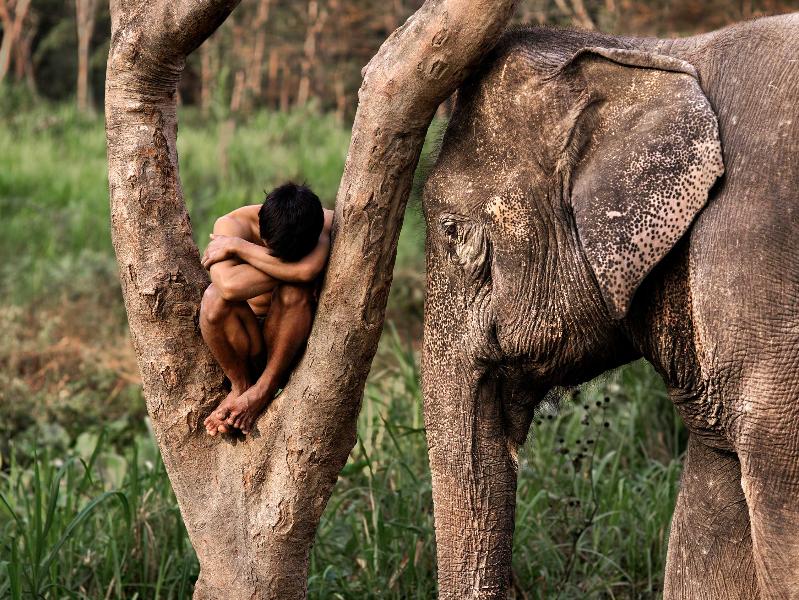 Steve McCurry_elephant