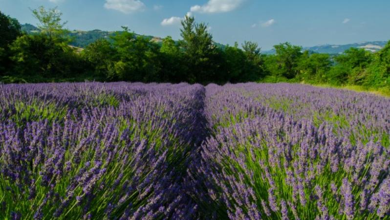 The most beautiful lavender fields to visit in and around Bologna