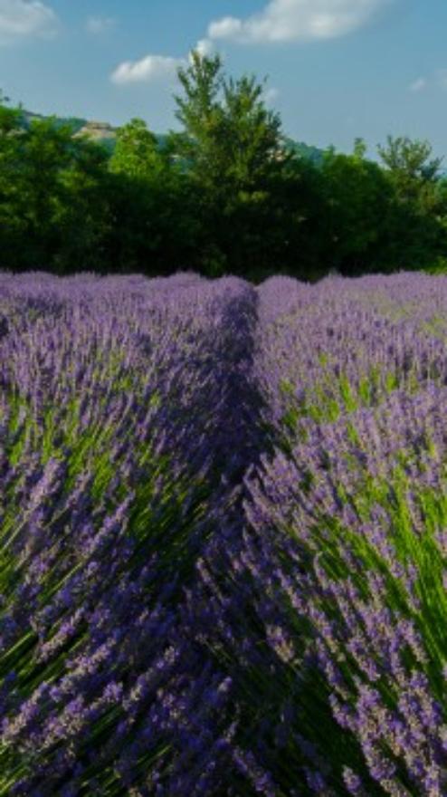 Lavanda, Bologna