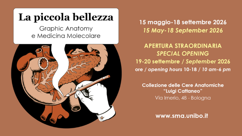 La piccola bellezza. Graphic Anatomy e Medicina Molecolare