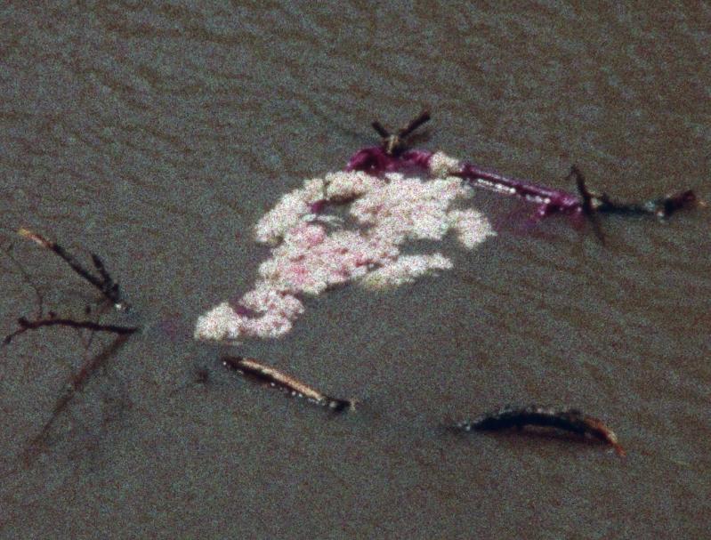 Ana Mendieta - Flower Person, Flower Body | Art City 2026
