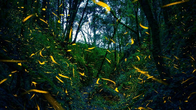 Fireflies, via pexels.com