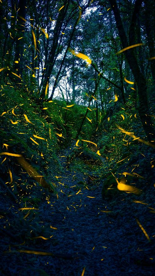 Fireflies, via pexels.com
