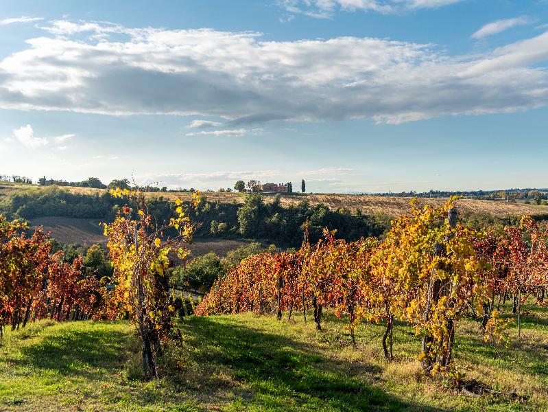 Viti azienda Zola