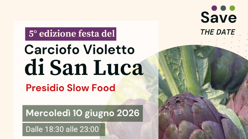 Purple San Luca Artichokes celebration Purple San Luca Artichokes celebration