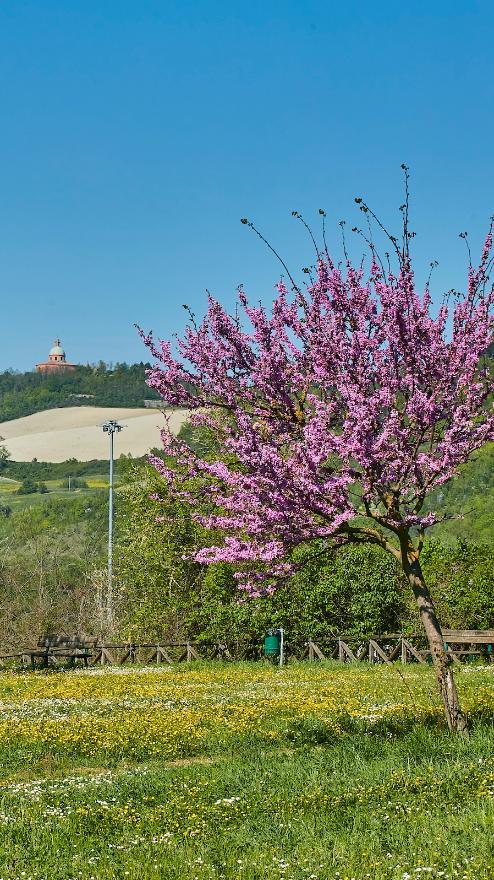 Parco Faianello, Casalecchio ©Massimo Gennari