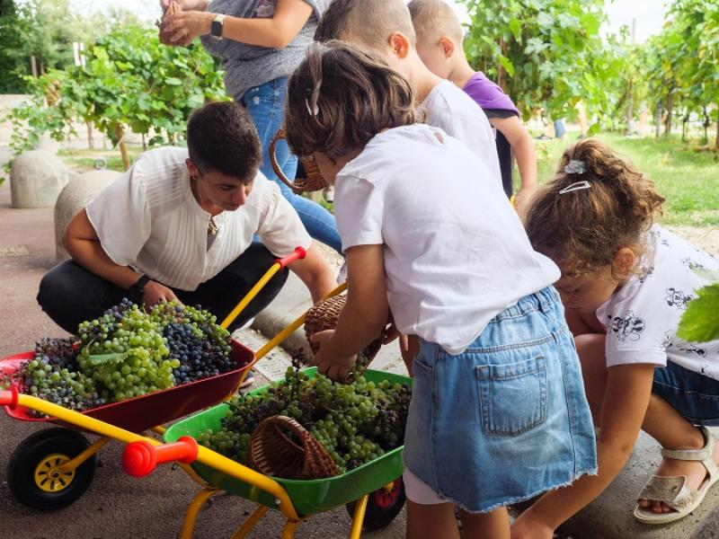Tra vendemmia e pigiatura presso il vigneto di FICO!