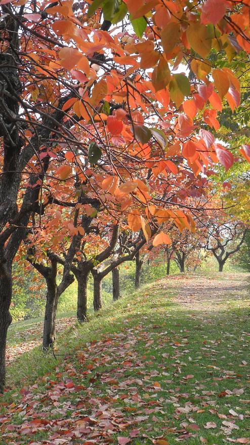 Foliage a Villa Ghigi, Bologna