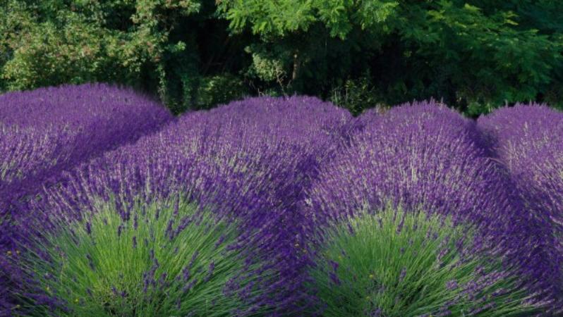 Hortus Coeli