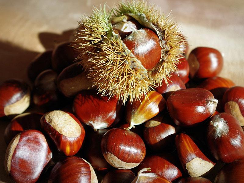 Chestnut Feast
