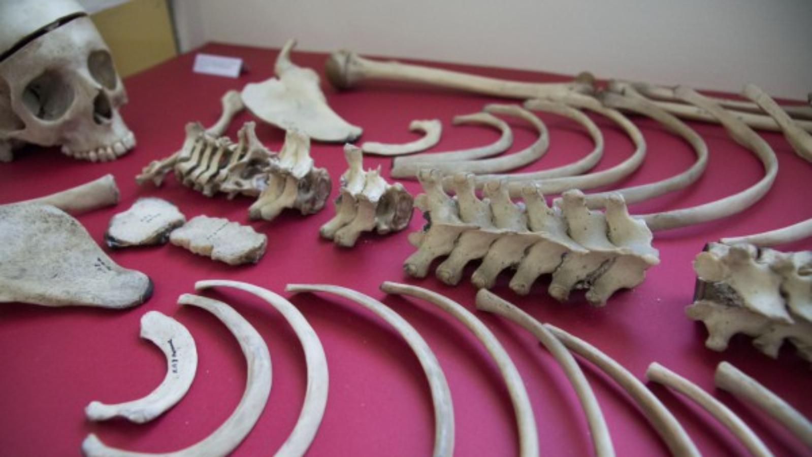 Dettaglio scheletro al museo di antropologia