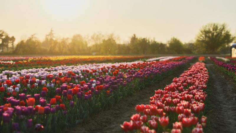  Tulipark: the Tulip Blooming Festival
