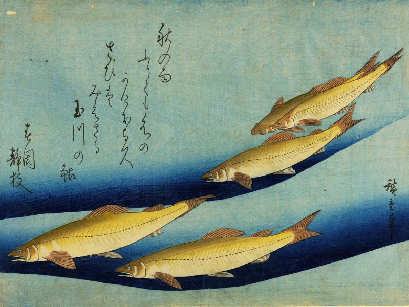 Utagawa Hiroshige Pesci ayu periodo Edo silografia policroma   © Courtesy Museo d’Arte Orientale E. Chiossone di Genova, Comune di Genova 