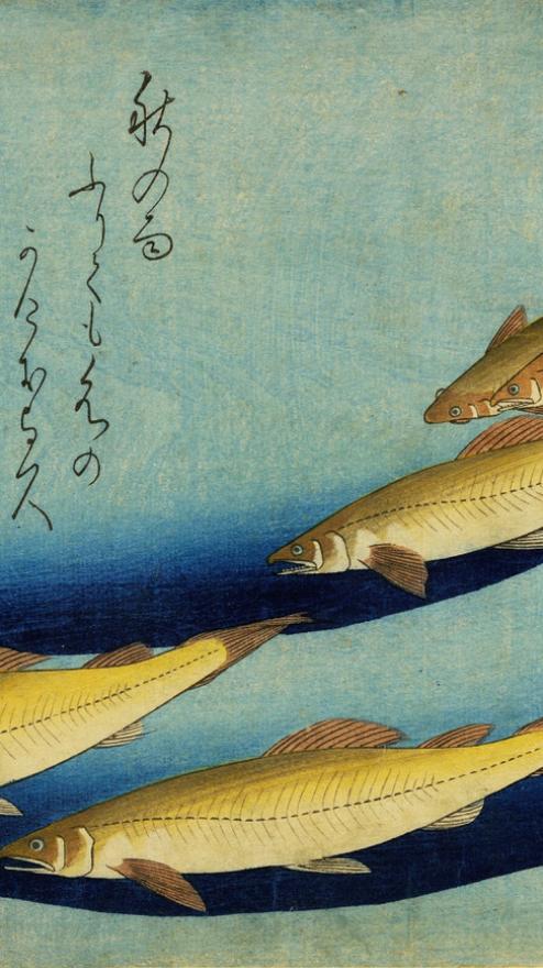 Utagawa Hiroshige Pesci ayu periodo Edo silografia policroma   © Courtesy Museo d’Arte Orientale E. Chiossone di Genova, Comune di Genova 