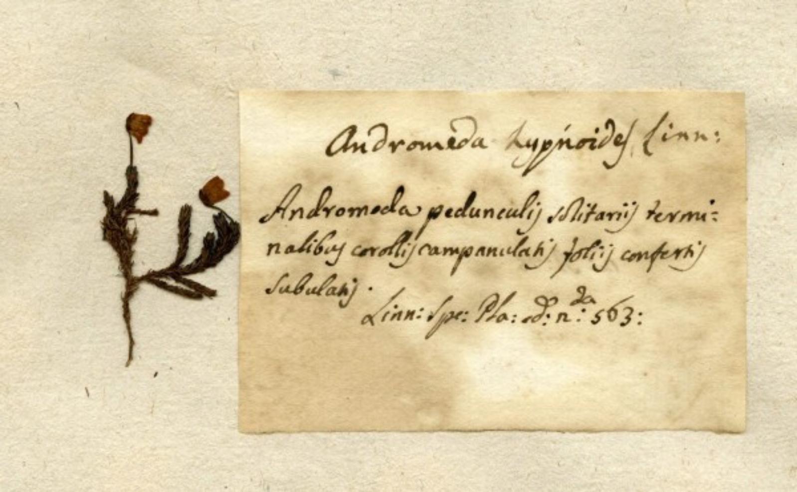 Erbario
