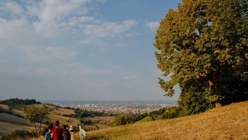 picnic colli