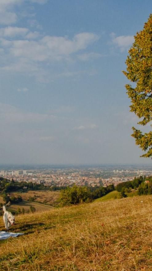 picnic colli