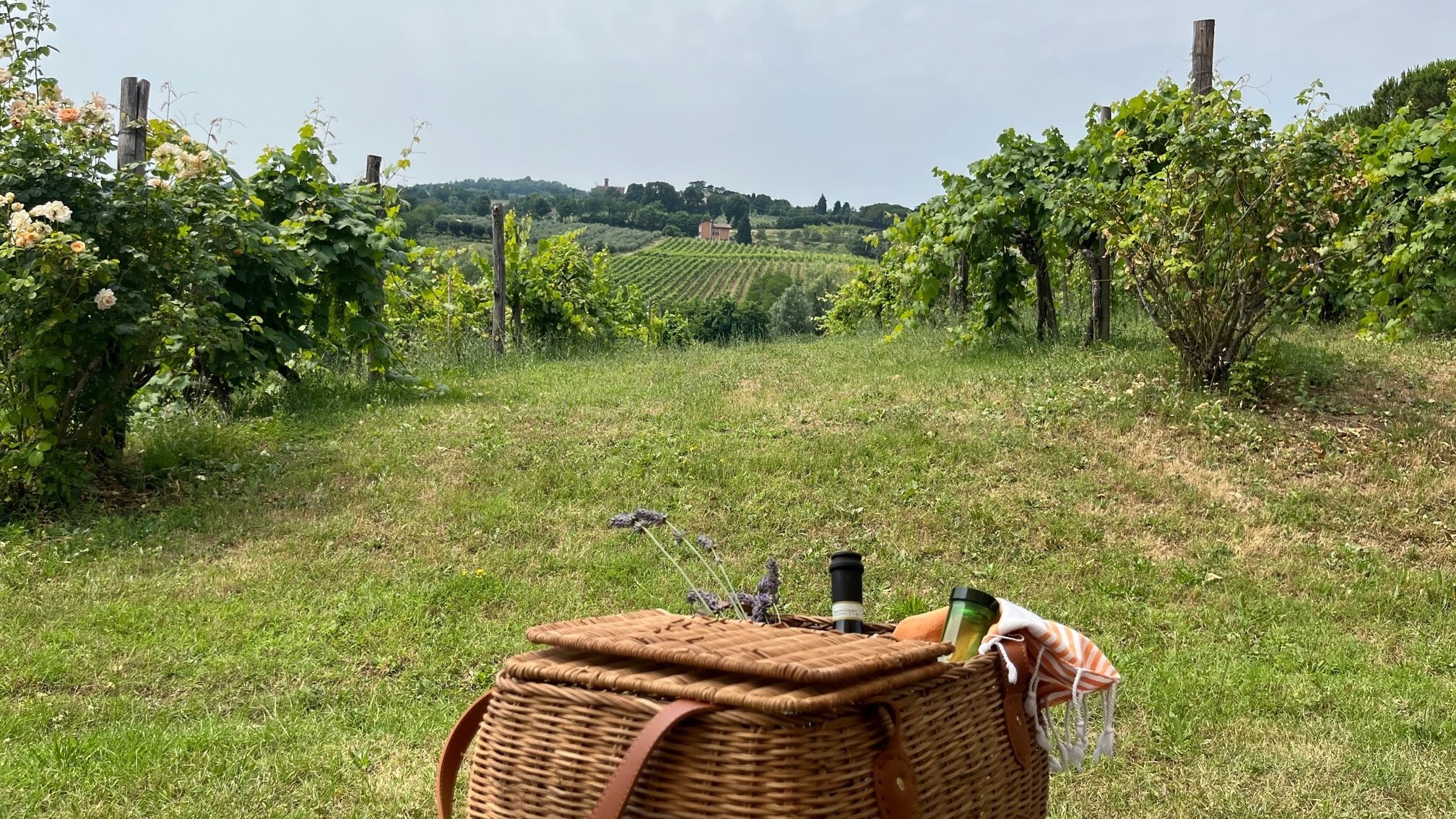 The wines of Bologna Bologna