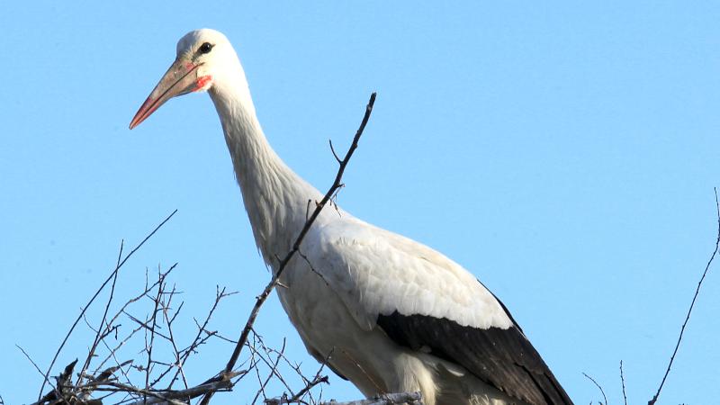 Sundays at Oasi la Rizza