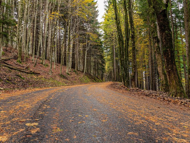 Foliage tour: trekking through the colours of autumn