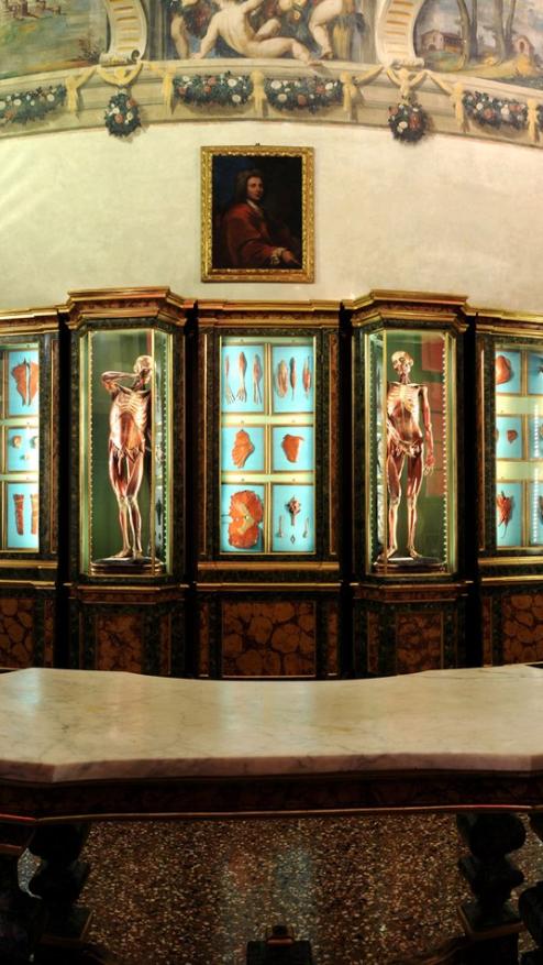 Le cere anatomiche di Ercole Lelli - Palazzo Poggi_2017 ©Sistema Museale di Ateneo - Università di Bologna